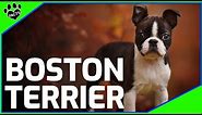 Boston Terrier Dogs 101: Boston Terrier Facts and Information