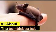 All About The bumblebee bat | Sap Mix