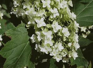 Bouture d'hortensia : méthode facile pour réussir vos plants !
