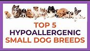 Top 5 Hypoallergenic Small Dog Breeds
