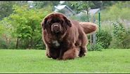 Facts About Newfoundland dog 2024 | brown newfoundland dog