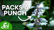 Why Salvia is One of the Strongest Psychedelics on Earth