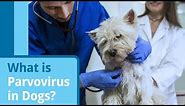 Parvovirus in Dogs: Causes, Symptoms, and Treatment Options