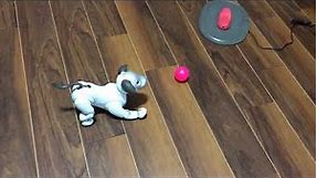 Bentley the aibo and his pink ball