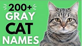200+ Great GRAY Cat Names🤍🖤 | Boy & Girl Gray Cat Names