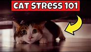 How to Tell if Your Cat is Stressed (Cat Stress 101)