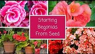 How To Start Begonias From Seed 🌺 || Starting Begonia Seeds