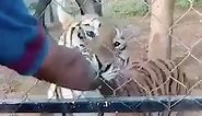 Horrifying moment man is mauled to death when petting a Bengal tiger