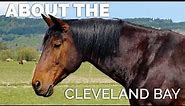 About the Cleveland Bay Horse