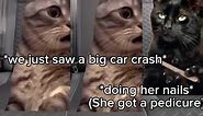 Cat Memes Disney Trip Part 2 #catmemes #cat #funny #memes