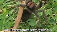 Brazilian Wandering Spider facts