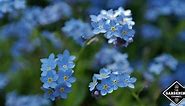 How to Grow Forget Me Not Flowers, Explained - Gardening Channel