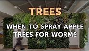 When to Spray Apple Trees for Worms
