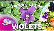 Foraging Violets: Identifying, Harvesting, Drying and Uses 🌸