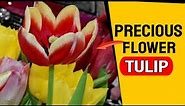 What Is The Most Popular Color Of Tulips - Tulip Symbolism And Colors