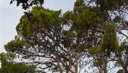 And more 🦇🦇🦇🦇. Bats 🦇 #flyingfox #bat #fruitbat #southaustralia #adelaide #botanicgardens #batssa #fypシ゚viralシfypシ゚ #fypシ゚viralシ #fypageシ #viral #reelsfb #fairycastlefarm #kelpie #kelpies #kelpielife #park #dog #dogsofthesky | The Residents of Fairy Castle Farm