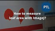 How to use ImageJ for leaf area? Step-by-step instruction for ImageJ to measure leaf area