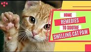 How To Treat Swollen Paw In Cats??Safe Home Remedies