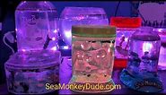 How to Grow Beneficial Algae in Your Sea-Monkey Tank