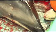 Revealed: brutal reality of world's 'largest dolphin hunt'