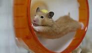 Funny hamsters in wheel videos - Funny animals compilation 2016