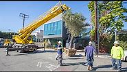 Our Santa Monica crew planted 2 Manzanilla Olive trees in Santa Monica CA