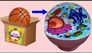 DIY Animal Cell Model | Easy and Fun with Ball, Cardboard, and Clay!