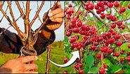 How to Prune Cherry Trees for Maximum Production