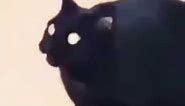 black cat dank meme vine