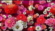 Colorful Zinnias - Floral Background for Videos