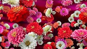 Colorful Zinnias - Floral Background for Videos