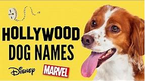 Top Dog Names -Best MOVIE Dog Names - Disney, Marvel, Hollywood Stars