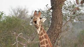 Giraffe pulls funny weird faces at camera
