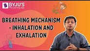 Breathing Mechanism - Inhalation And Exhalation