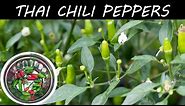 Growing Hot Thai Chili Peppers In Container - in 4K