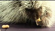 North American Porcupine