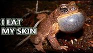 North American Toad facts: warts and all! | Animal Fact Files
