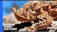 Thorny Devil Lizard: Australia’s Tiny Dragon