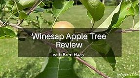 Winesap Apple Tree Review
