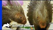How To Make Two African Crested Porcupines Feel At Home | The Zoo