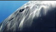 Sperm Whale Greeting