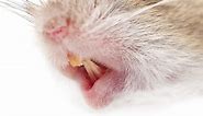 Mouse Teeth: Everything You Need to Know