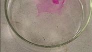 Lithium Reaction With Water #experiment #chemistry