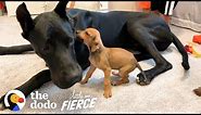 Tiny, Scared Puppy Falls In Love With A 120-Pound Great Dane | The Dodo Little But Fierce