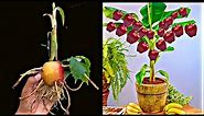 Unique skills growing banana tree from seeds and apple tree from fruit,how to grow banana tree