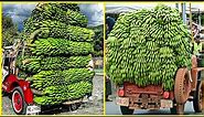 How to Produce Millions Product of Bananas - Banana Fiber, Banana Chips Processing in Factory