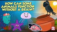Brainless Animals | How Some Animals Function Without A Brain | The Dr Binocs Show |Peekaboo Kidz