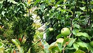 Fruit Tree Pruning Guide: How to Prune in Winter & Summer, too | Milkwood