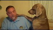 Don't Ignore a Weimaraner - Funny!