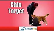 Teach Your Dog How To Target With Their Chin